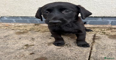 Mixed Breed dogs - Advert 4