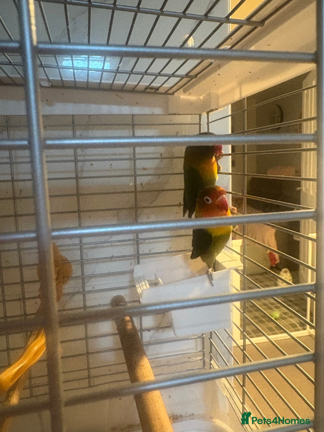 Lovebirds birds for sale: Pair of beautiful baby lovebirds  - Image 2