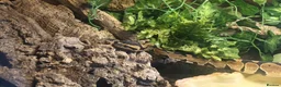 Python Snake reptiles for sale: Male Royal Python  in Huddersfield - Advert 4