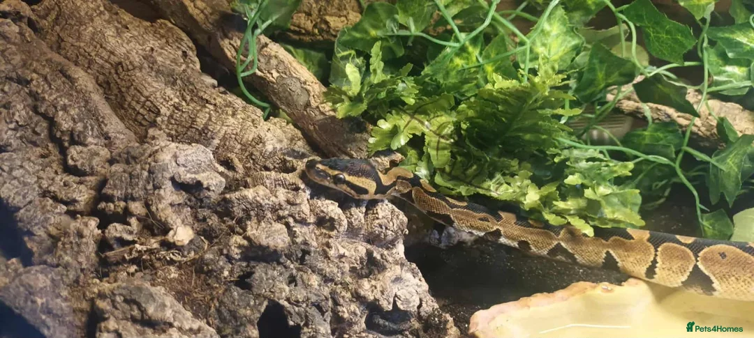 Python Snake reptiles for sale: Male Royal Python  in Huddersfield - Advert 4