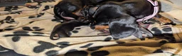Miniature Dachshund dogs for sale: Miniature Dashhound for sale 3 male / 1 female - Advert 17