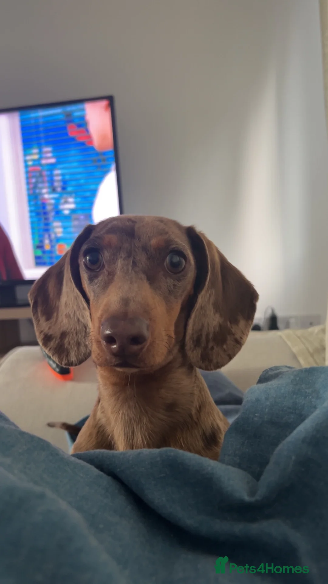Miniature Dachshund dogs for sale: Female miniature daschund for Rehome - Advert 5