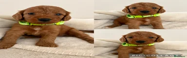Cockapoo 7