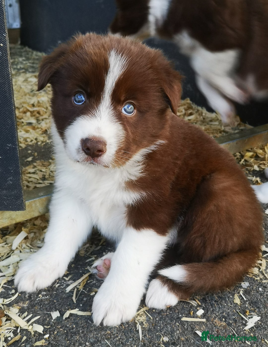 Border Collie dogs for sale: Stunning Fluffy Border Collies Puppies for Sale - Image 4
