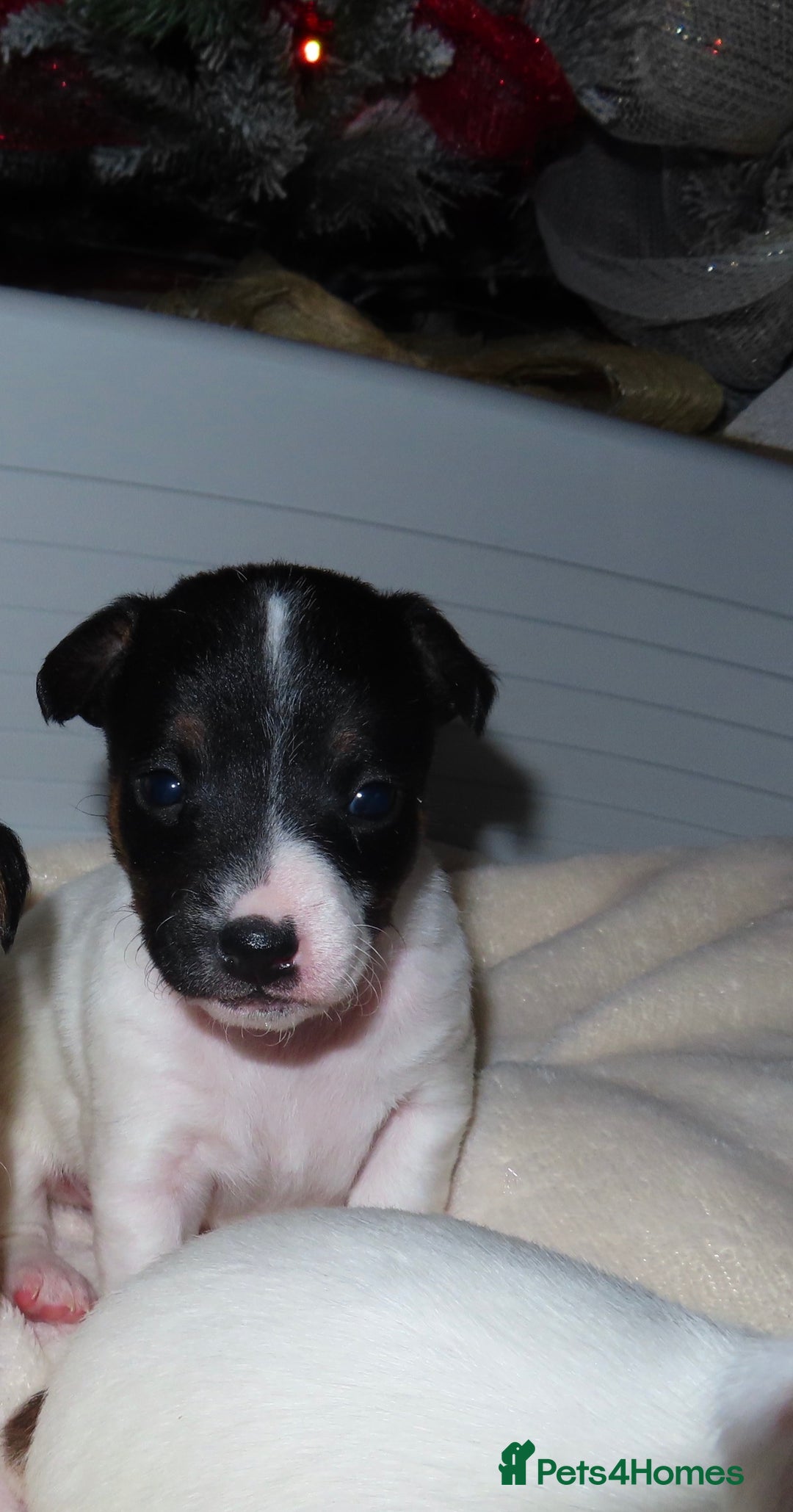 Jack Russell dogs for sale: 🐾 Traditional Jack Russel puppies 🐾 - Advert 12
