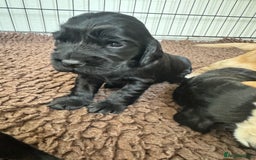 Sprocker dogs for sale: Cocker spaniel pups  - Image 19
