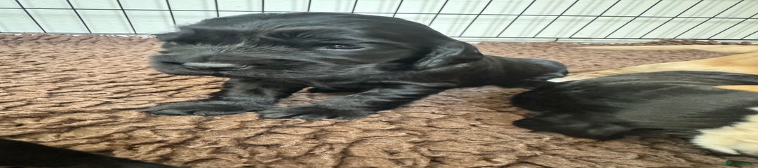 Sprocker Puppy 1