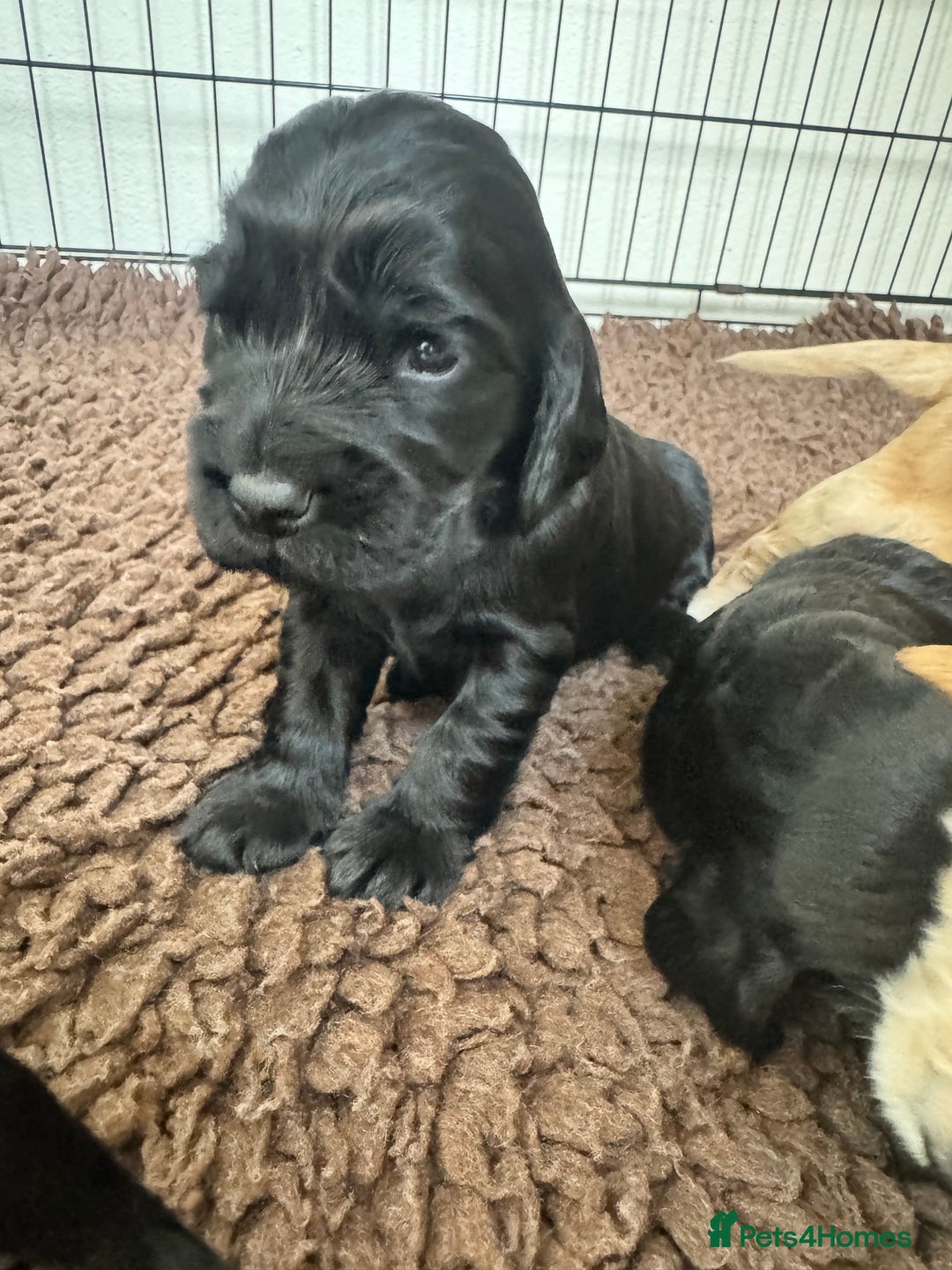 Sprocker dogs for sale: Cocker spaniel pups  - Image 19