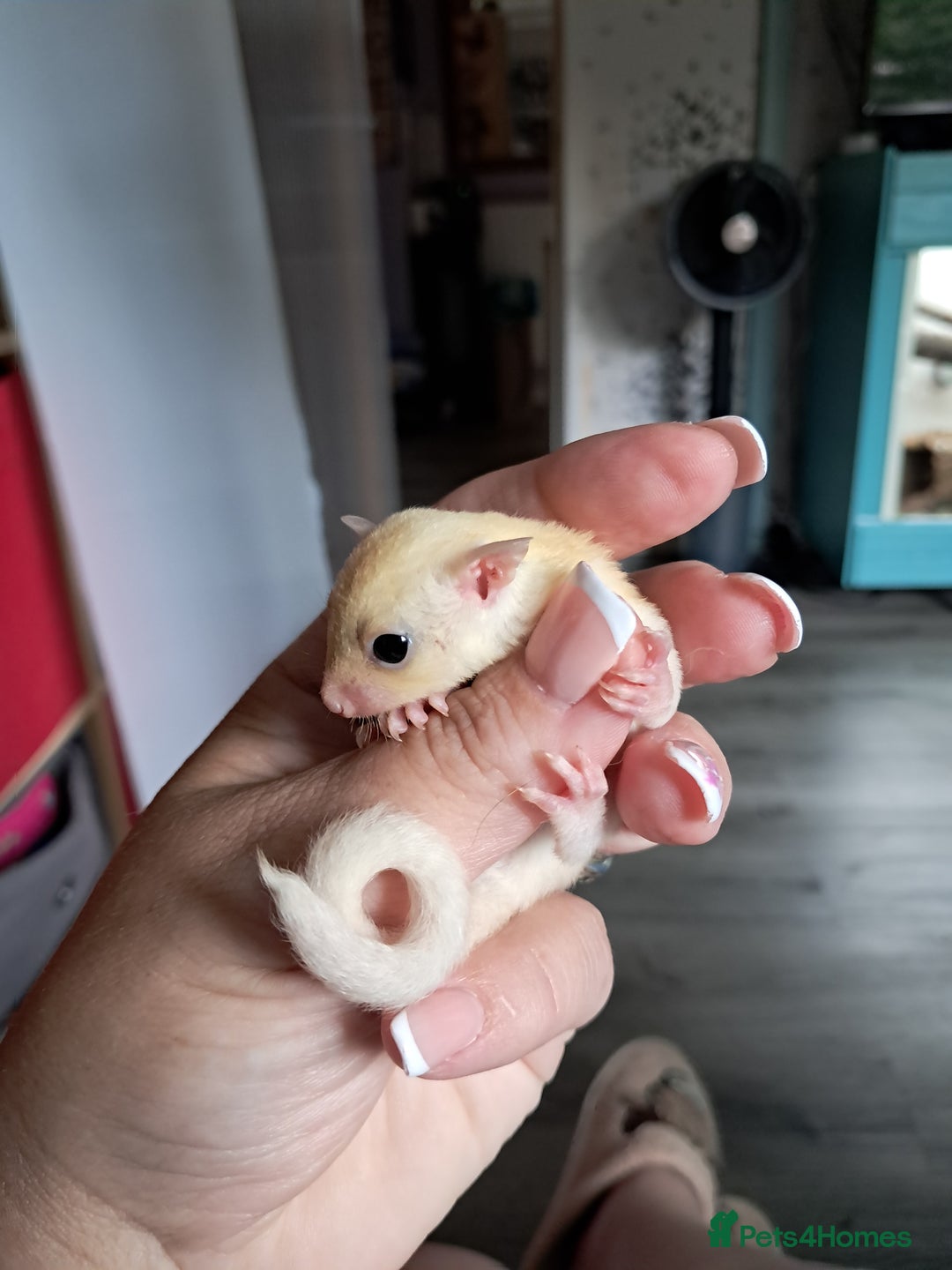 Sugar Glider rodents for sale: Sugar Glider Joeys - Image 2