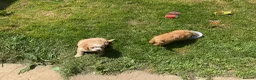 Cavapoo dogs for sale: Absolutely gorgeous Cavapoo puppies  in Umberleigh - Advert 15