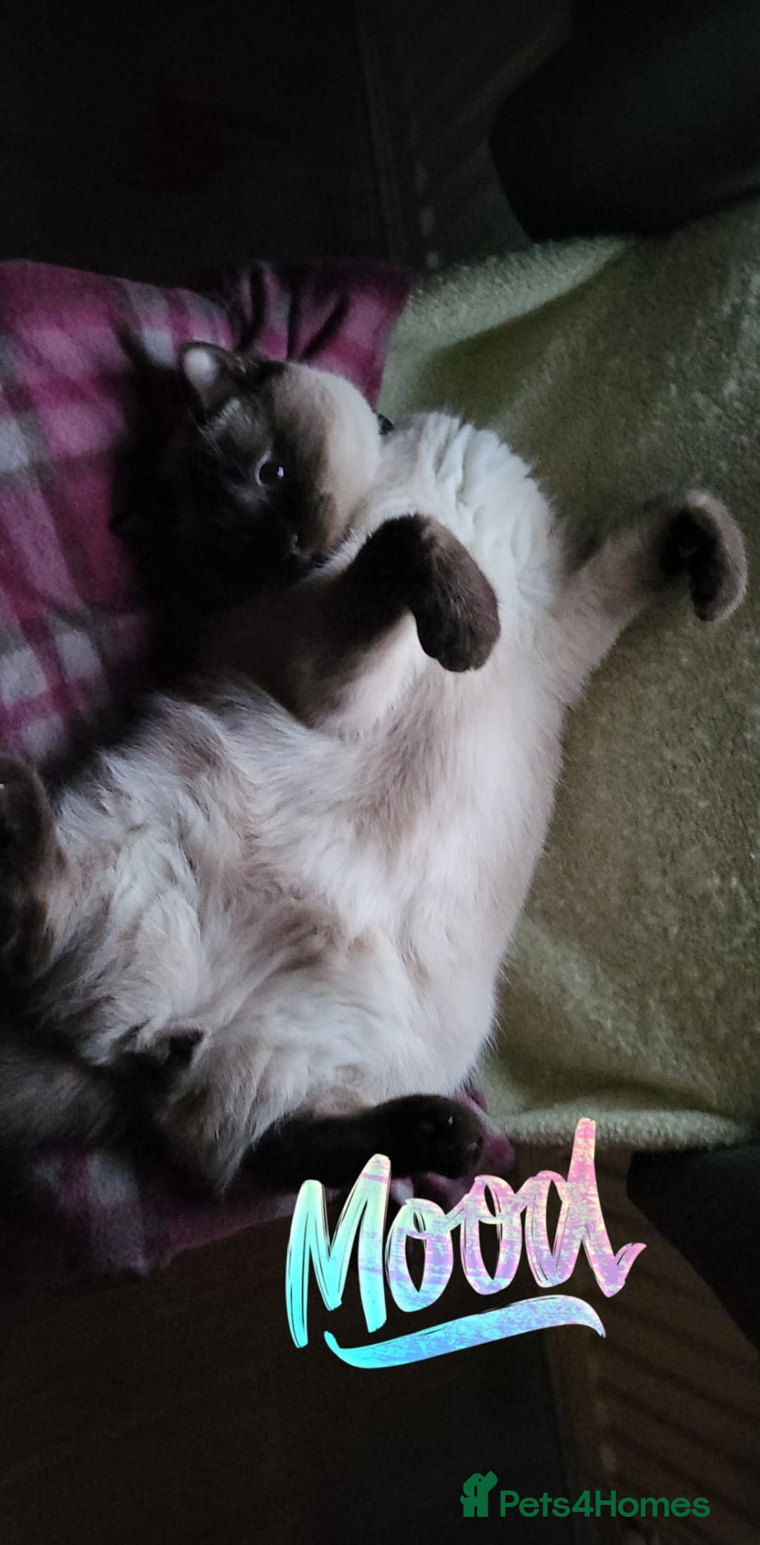 British Shorthair cats for sale: British short hair colour point - Image 3