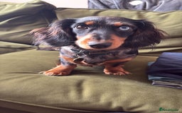 Miniature Dachshund dogs for sale: Miniature long haired dachshund puppies - Image 17