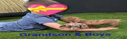 Dachshund dogs for sale: 4 Beautiful miniature Dachshunds puppies for sale - Advert 4