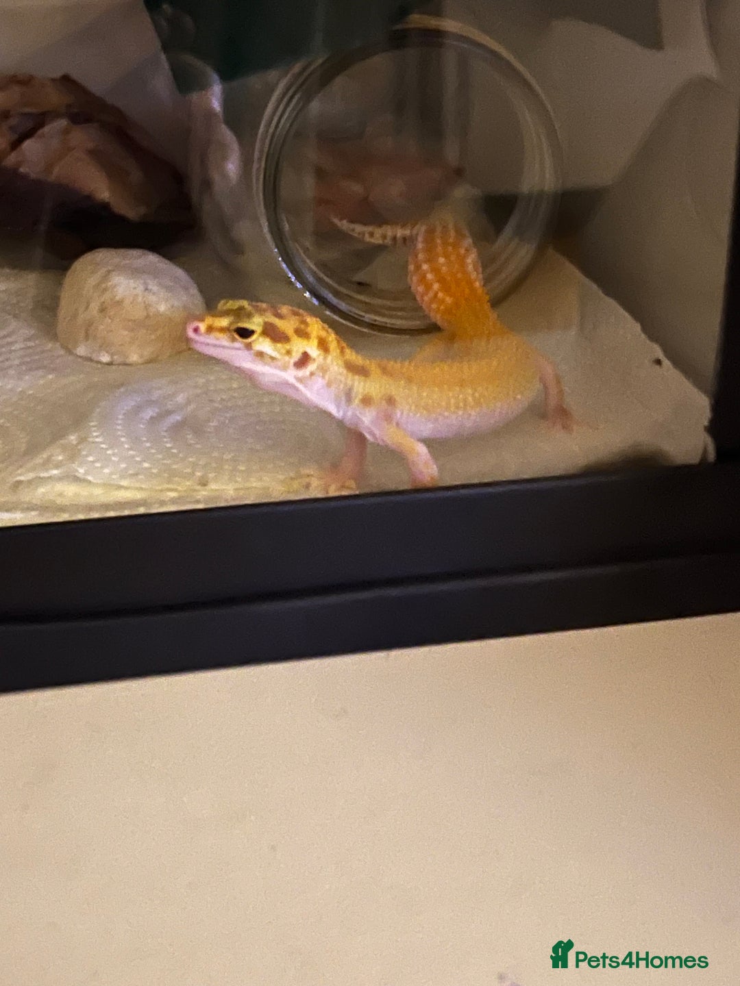 Leopard Gecko reptiles for sale: Leopard gecko and set up for sale - Image 4