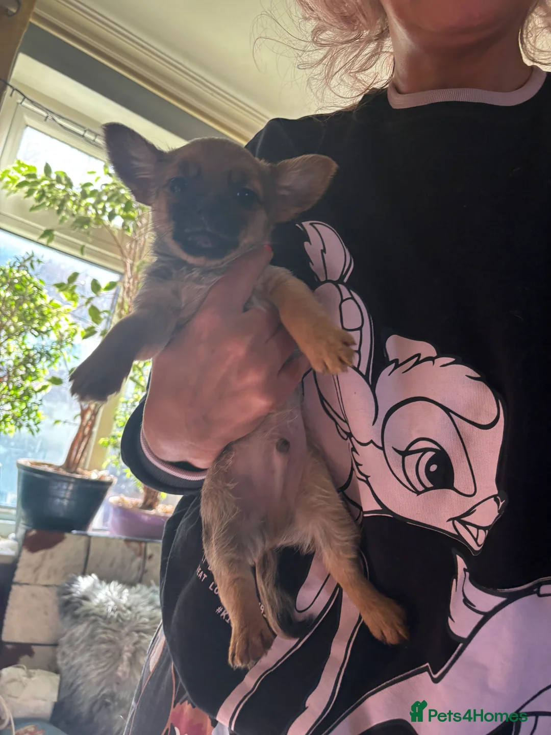 Mixed Breed dogs for sale: Last 1 boy left tiny Pomeranian Yorkies puppies - Advert 9