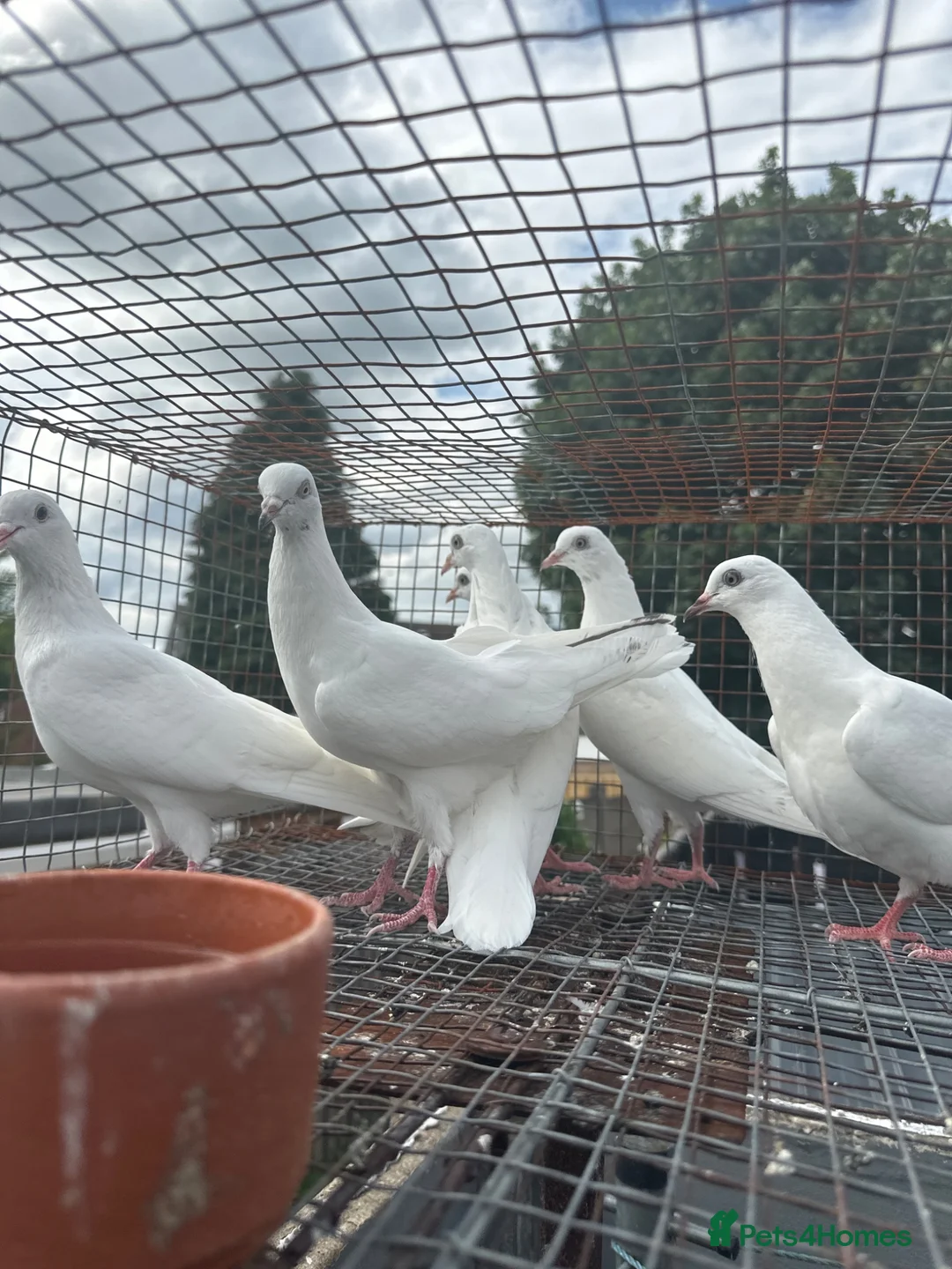 Pigeons birds for sale: Malwai pigeon in Wolverhampton - Advert 2