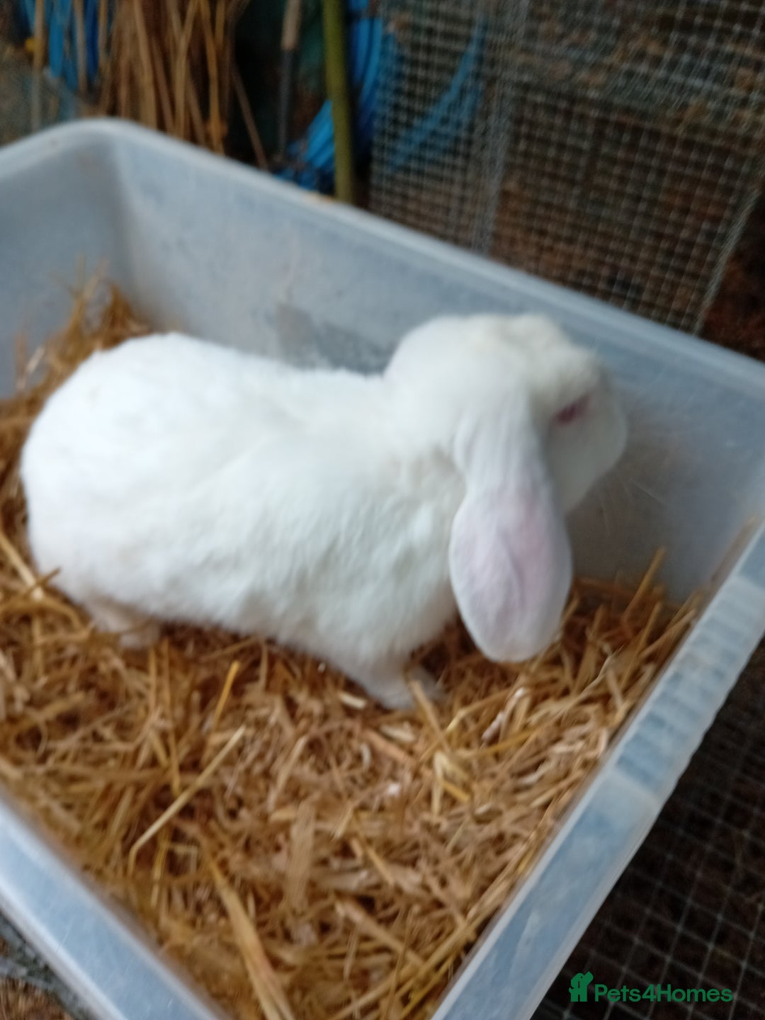 French Lop rabbits for sale: French lop cross male rabbit  - Image 3