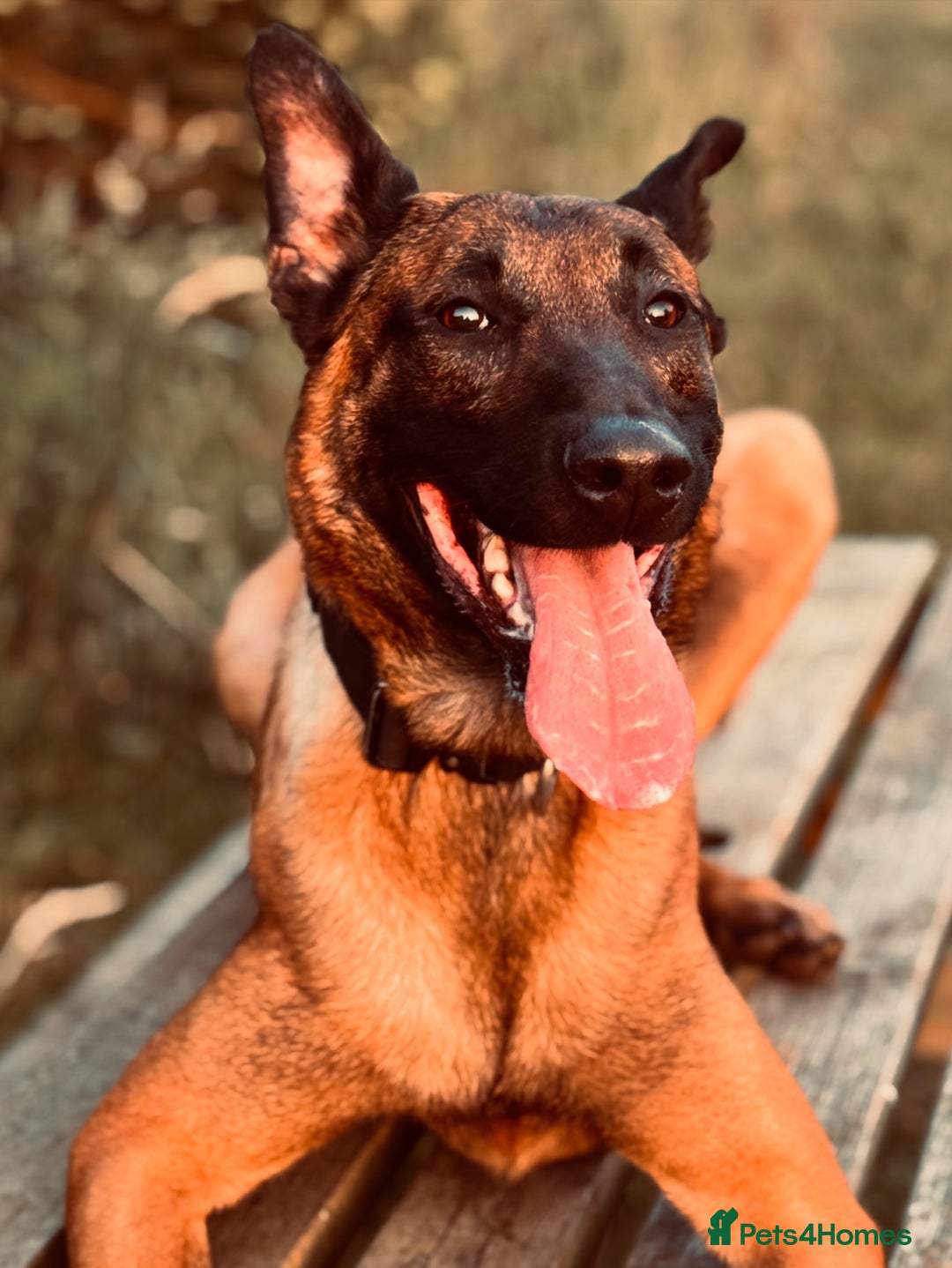 Belgian Shepherd Dog dogs for stud: NASDU2 KC Malinois Import for Stud - Advert 2