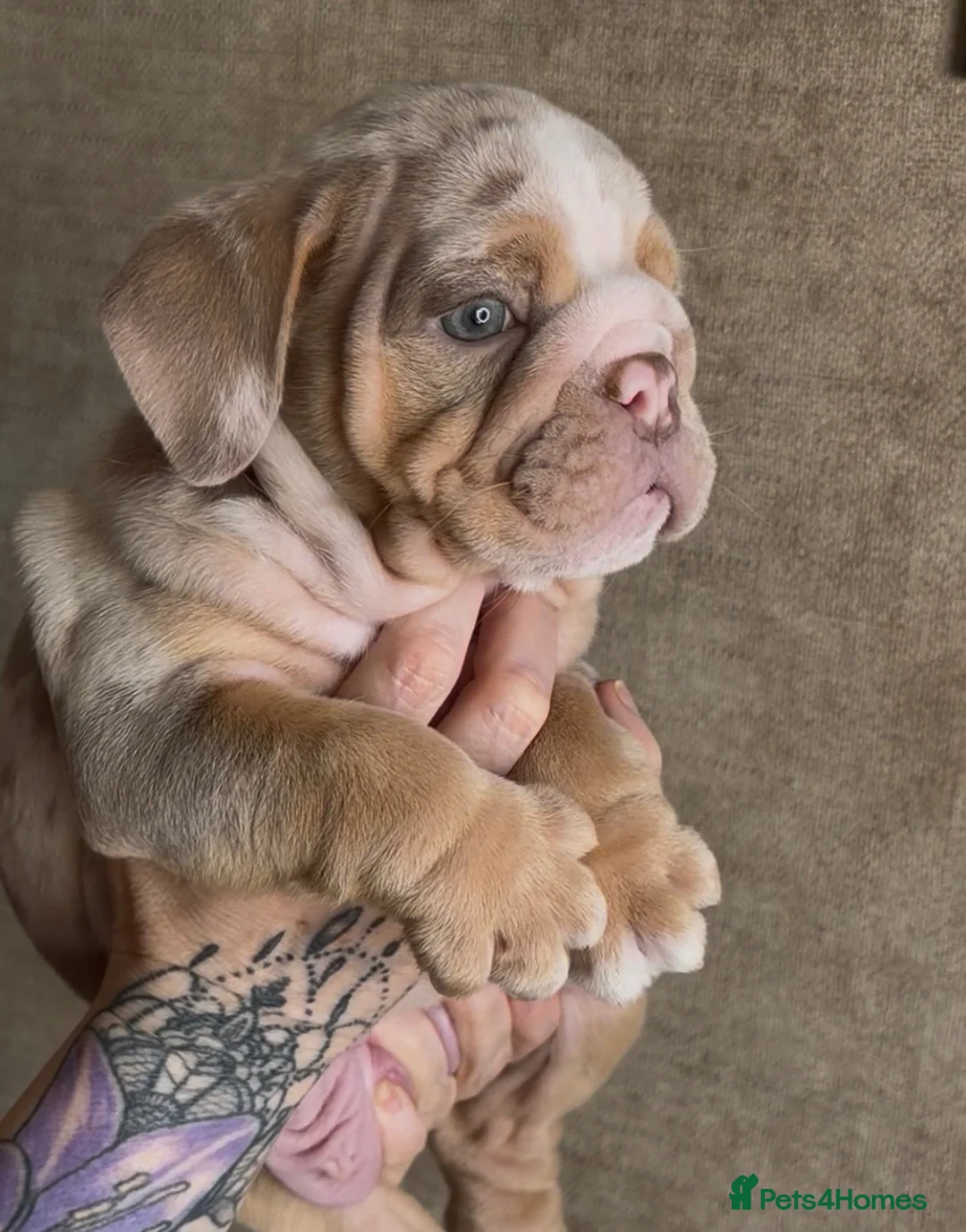 English Bulldog dogs for sale: 🏆 💙KC reg ENGLISH BULLDOG pup parents 🧬 🏅🏆 - Advert 2