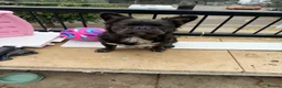 French Bulldog dogs for sale: 👑Future king in the making 👑 - Advert 5
