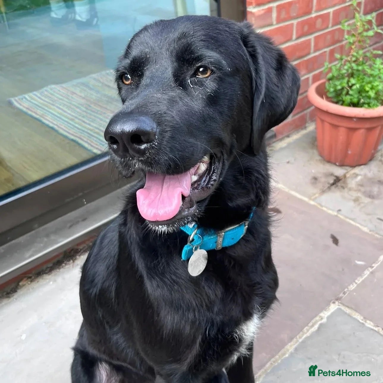 Mixed Breed dogs Lonzo (Retriever mix) - Advert 3