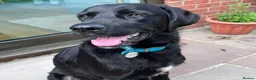 Mixed Breed dogs for adoption: Lonzo (Retriever mix) - Advert 1