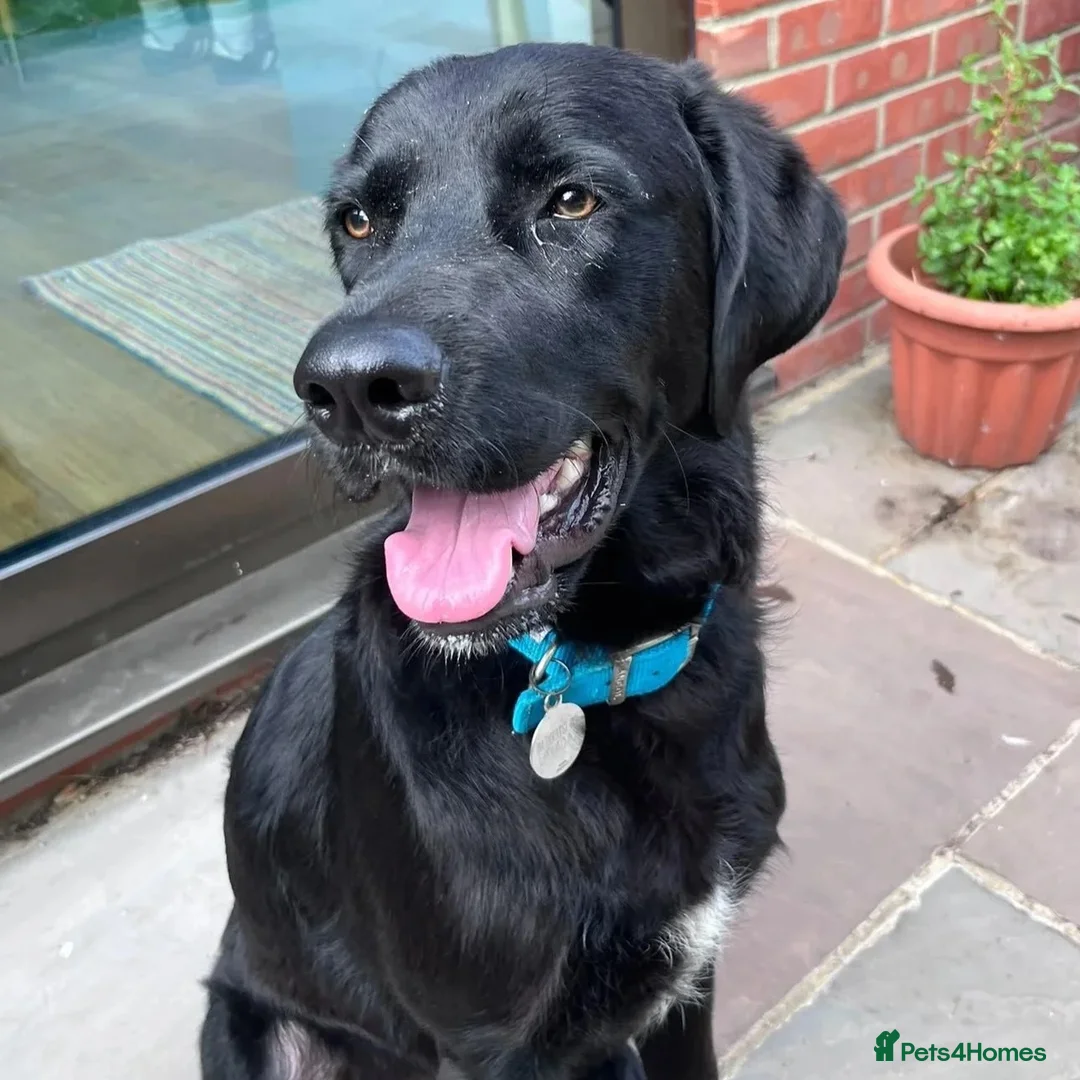 Mixed Breed dogs for adoption: Lonzo (Retriever mix) - Advert 1