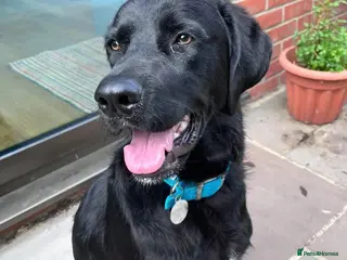 Mixed Breed dogs Lonzo (Retriever mix) - Advert 3