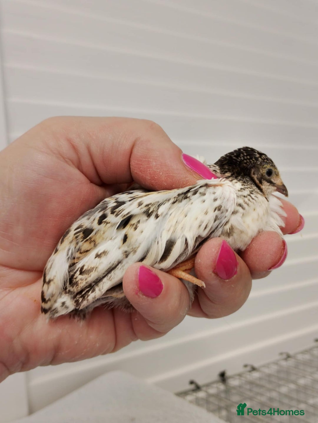 Quail poultry for sale: Quail (Button, King, Chinese Painted) - Image 3