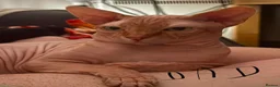 Sphynx cats for sale: Kitten - Advert 7