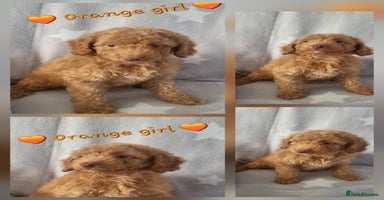Cockapoo dogs - Advert 2