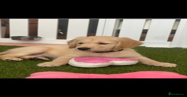 Golden Retriever dogs - Advert 4