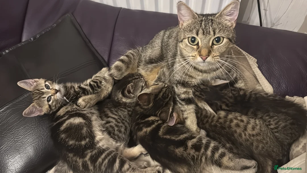 Mixed Breed cats for sale: Adorable kittens 2 males 2 females - Advert 1