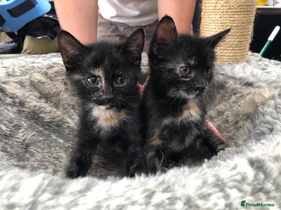 Domestic Shorthair cats for sale: LAST Gorgeous Tortoise Female Kitten! in Farnborough - Image 1