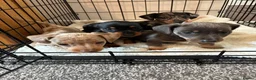 Miniature Dachshund dogs for sale: Miniature dachshund puppies - Advert 6