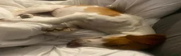 Mixed Breed dogs for adoption: Sylvie (Jack Russell/Dachshund/Beagle mix) - Advert 11