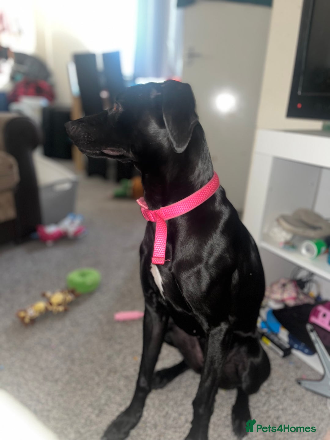 Mixed Breed dogs for sale: Gorgeous greyhound cross weimaraner - Advert 8