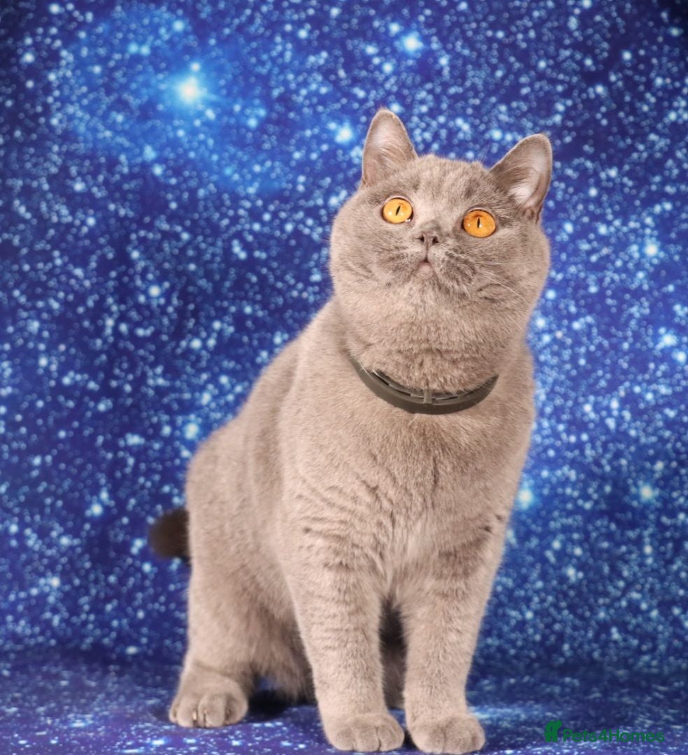 British Shorthair cats Retired British Shorthair/Longhaired females - Advert 2