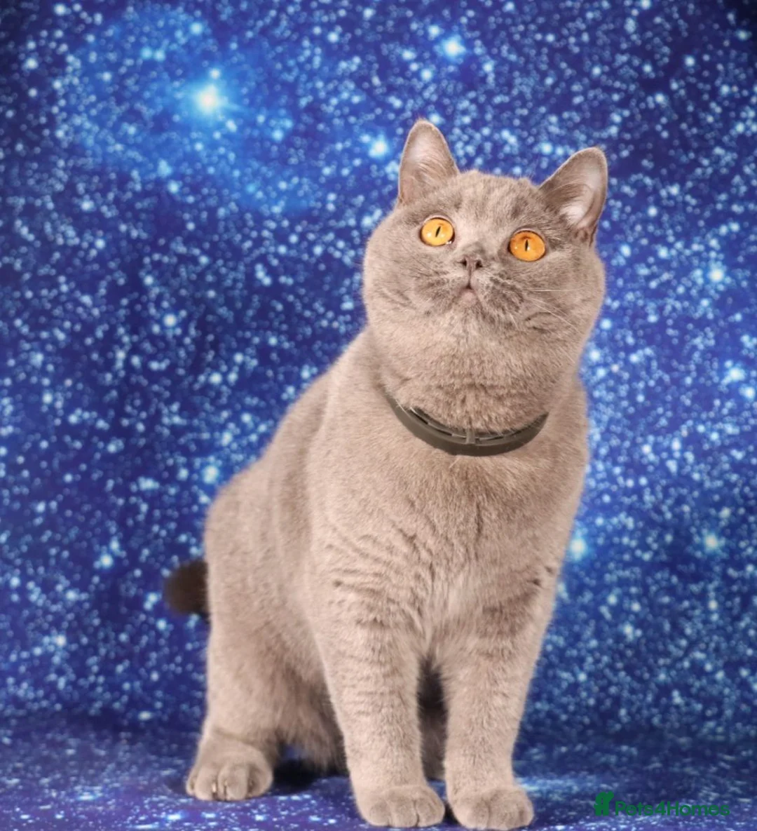 British Shorthair cats for sale: Retired British Shorthair/Longhaired females - Advert 2
