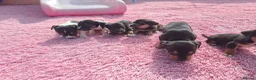 Jack Russell dogs for sale: Jack russell puppies  - Advert 5
