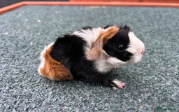 Guinea Pig rodents for sale: Beautiful Baby Guinea pigs to reserve  - Image 17