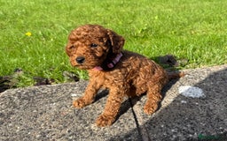Miniature Poodle dogs for sale: Dark Red Miniature Poodle puppies  - Image 7