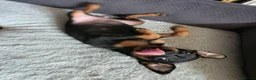Mixed Breed dogs for sale: Miniature Pinscher Puppies For Sale - Advert 5