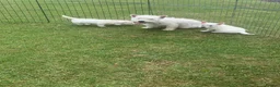 West Highland Terrier dogs for sale: 2 Westie Boys  - Advert 14