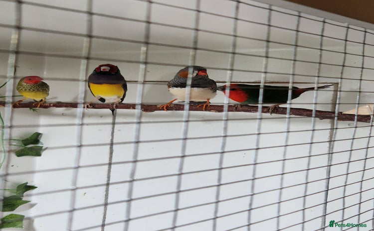 Finches birds - Advert 5