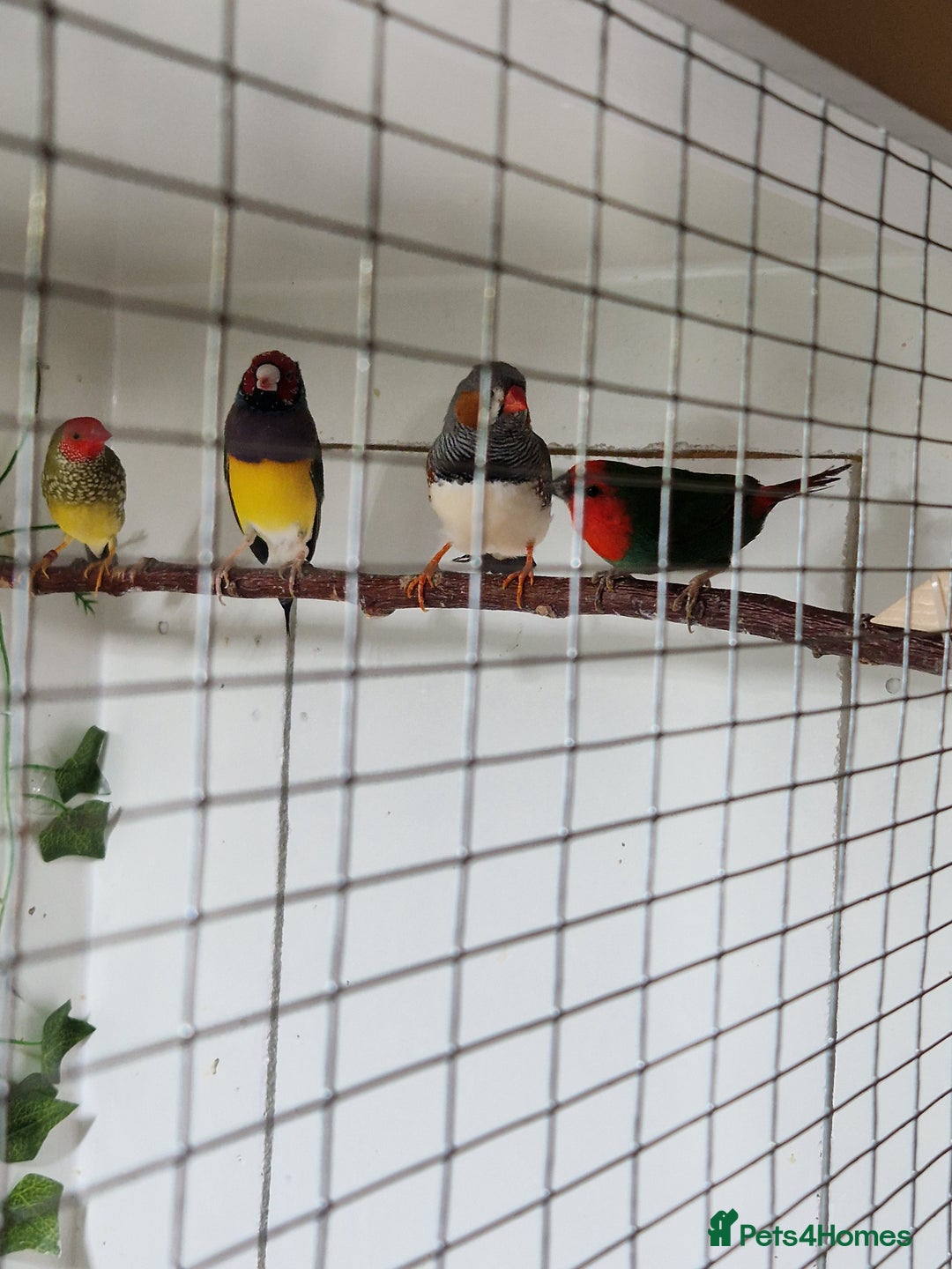 Finches birds for sale: Gouldian, parrot, zebra and star finch for sale - Image 1