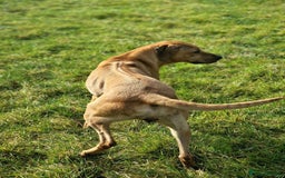 Rhodesian Ridgeback dogs for sale: Two stunning kc registered boys ready to leave  - Image 11