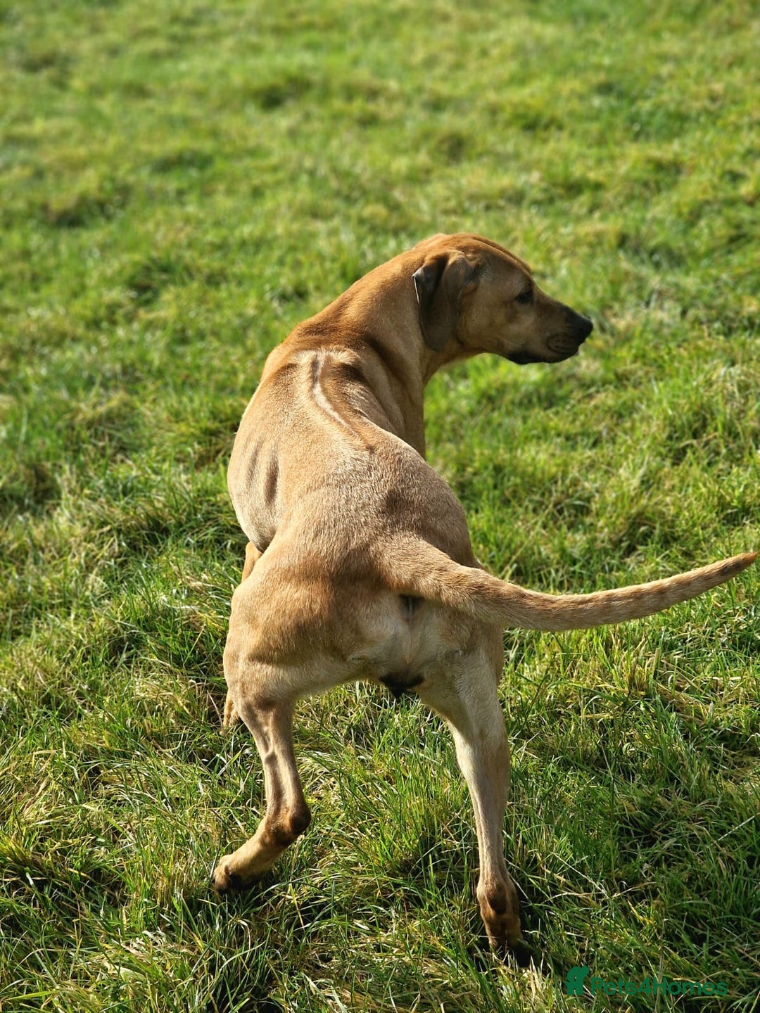 Rhodesian Ridgeback dogs for sale: Two stunning kc registered boys ready to leave  - Image 11