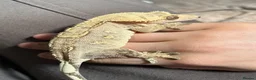 Gecko reptiles for sale: Gecko With full set up - Advert 4