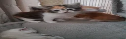 Domestic Shorthair cats for sale: Kittens for Sale - Advert 6